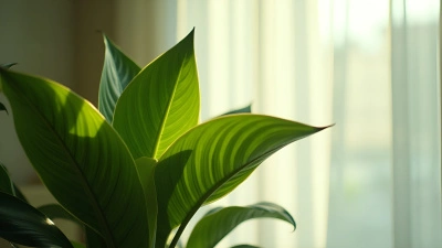 Green-Leaved Houseplant Near Sunlit Window