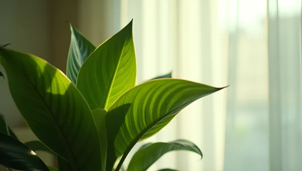 Green-Leaved Houseplant Near Sunlit Window