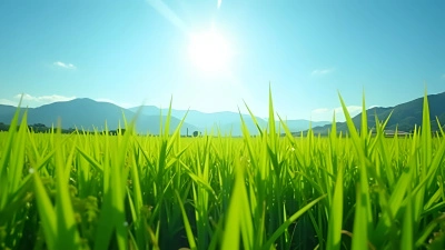 Green Rice Field Under Clear Blue Sky