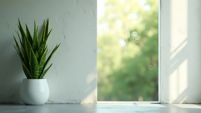 Green Snake Plant With Tall Leaves Indoors