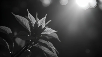 High-Contrast Grayscale Leafy Plant Details