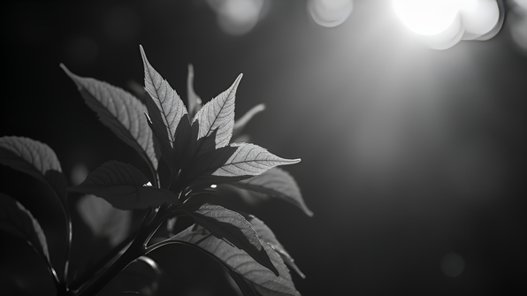 High-contrast grayscale leafy plant showing detailed textures and shadows