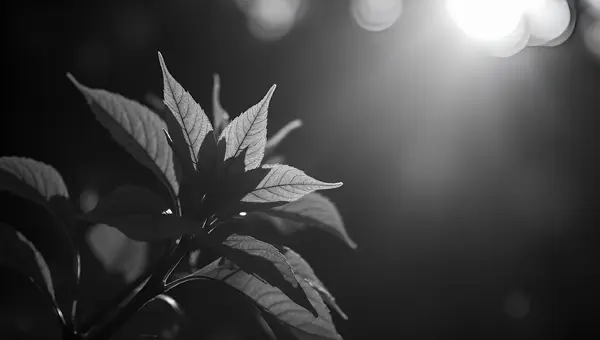 High-Contrast Grayscale Leafy Plant Details