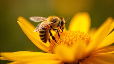 Honeybee Close-Up On Yellow Flower In Sunlight