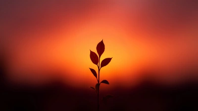Leafy Plant Silhouette Against Sunset Sky