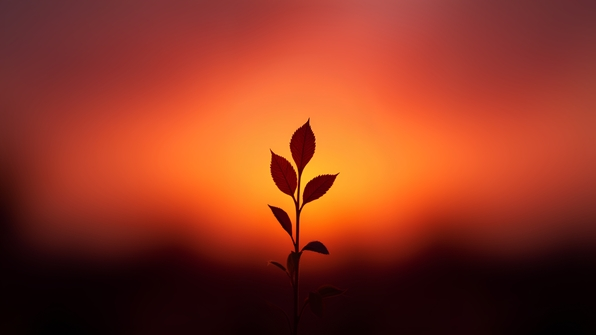 Silhouette of a leafy plant against a bright sunset sky with warm orange and pink hues
