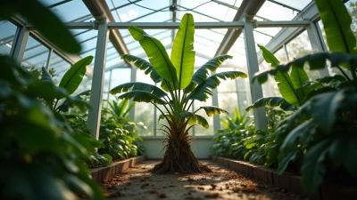 Lush Green Banana Tree Growing In Bright Greenhouse
