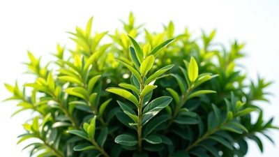Lush Green Bush With Dense Leaves In Sunlight