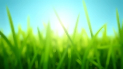 Lush Green Grass Blades Under Blue Sky