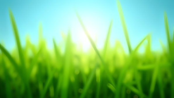 Lush green grass blades under blue sky in bright daytime