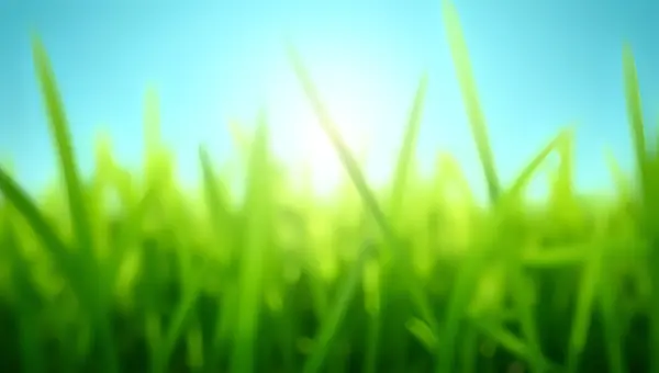 Lush Green Grass Blades Under Blue Sky