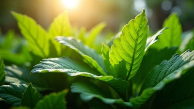 Lush Green-Leafed Plants In Bright Garden