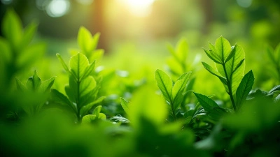 Lush Green-Leafed Plants With Vibrant Foliage