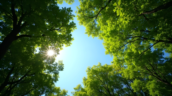 Lush Green-Leafed Trees Under Blue Sky