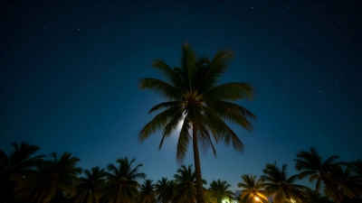 Lush Green Palm Tree Under Starry Night