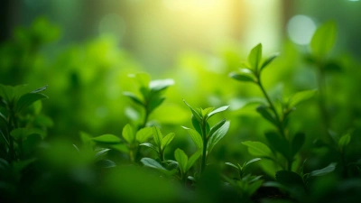 Lush Green Plants Thriving Indoors
