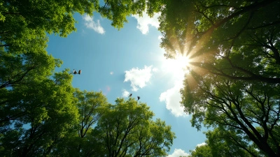 Lush Green Trees With Sunlight Filtering