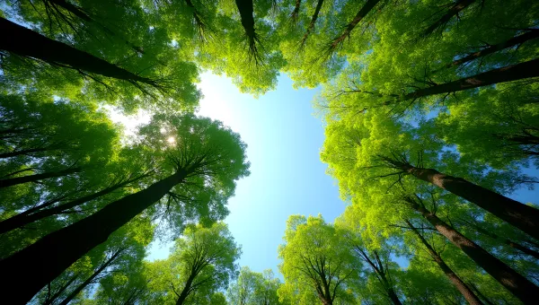 Lush Green Trees In Vibrant Forest Landscape