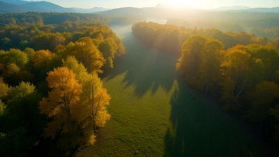 Lush Green And Yellow Trees In Autumn Forest