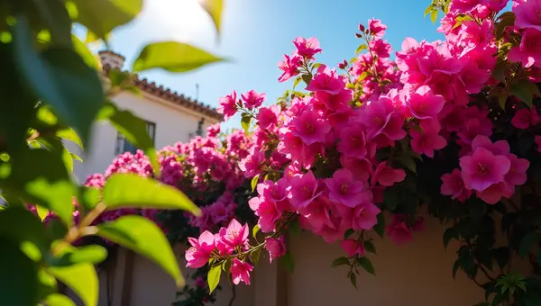 Pink Bougainvillea Flowers Over Rustic Wall
