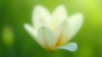 Pristine White Flower Close-Up in Daylight