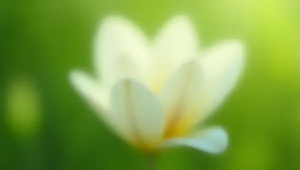 Pristine White Flower Close-Up in Daylight