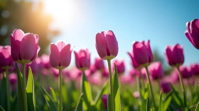 Purple Tulips Blooming In Green Garden