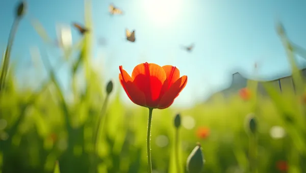 Red Flower Blooming in Green Grass