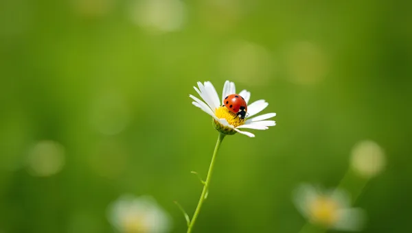 Red Ladybug on White Flower Close-Up