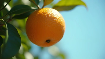 Ripe Orange Hanging on Tree Branch