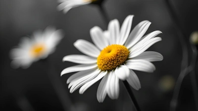 Selective Color White Daisy With Yellow Center