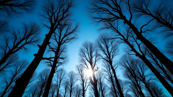 Silhouette of tall trees with intricate branches against a bright blue daytime sky