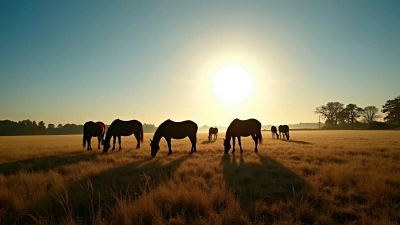 Silhouetted Horses Grazing On Sunlit Field