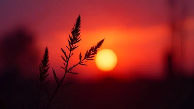 Silhouetted Plants Against Vibrant Sunset Sky