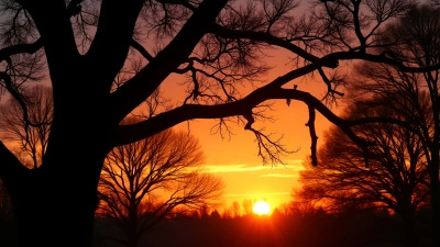 Silhouetted Tree Outlines Against Colorful Sunset