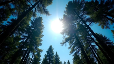Silhouetted Trees Under Clear Blue Sky