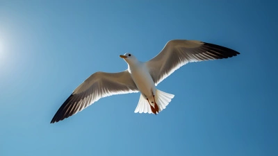 Soaring White And Black Bird In Clear Sky
