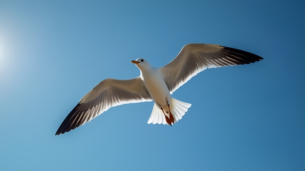 Soaring white and black bird in clear sky with graceful wings and sharp details