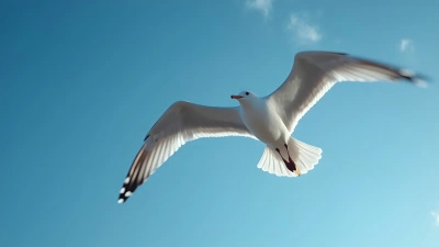 Solitary Seagull Soaring Against Blue Sky