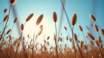 Sunlit Brown Plants Standing Tall Outdoors