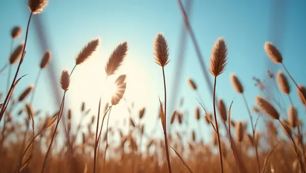 Sunlit Brown Plants Standing Tall Outdoors