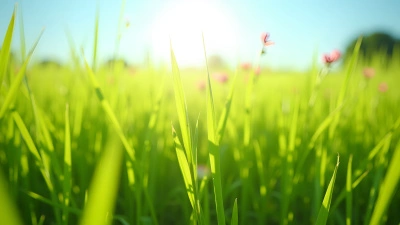 Sunlit Field With Tall Green Grass