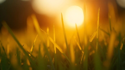 Sunlit Grass Blades Glowing Warmly