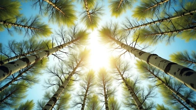 Tall Birch Trees Against Bright Sky