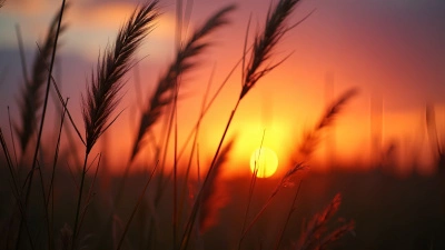 Tall Grass Silhouette Against Vibrant Sunset Sky