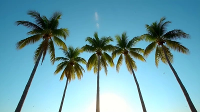 Tall Green Coconut Trees Against Blue Sky