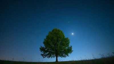Tall Green Tree Under Starry Night Sky