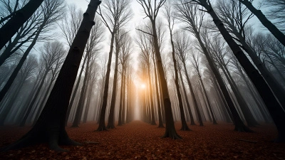 Tall Leafless Brown Trees In Forest