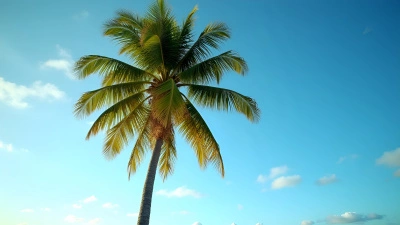 Tall Palm Tree With Green Fronds On Tropical Beach