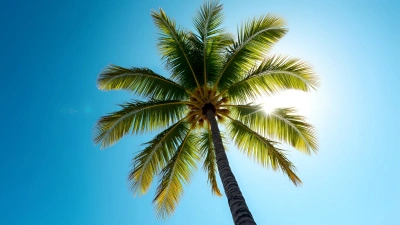 Tall Palm Tree With Lush Green Fronds